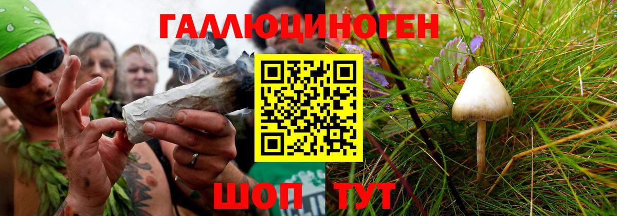 Псилоцибиновые грибы Psilocybine cubensis  Вход с VPN  Галлюциногенные грибы прущие грибы  Камень-на-Оби 