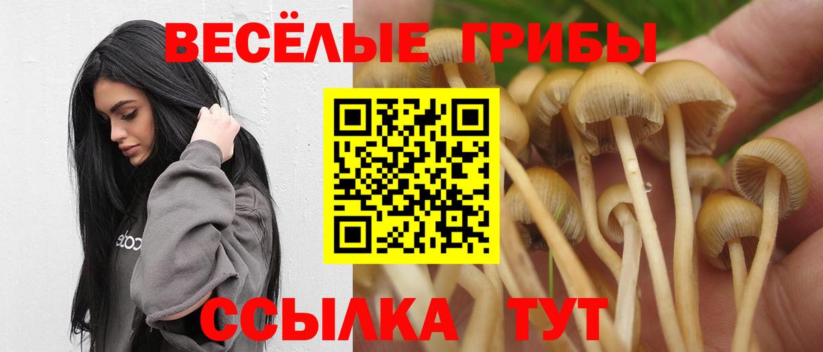Псилоцибиновые грибы Psilocybine cubensis Камень-на-Оби